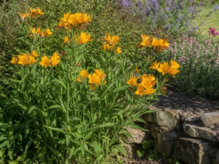 Touceira de alstroeméria em canteiro, com hastes eretas e cachos de flores amarelo-alaranjadas