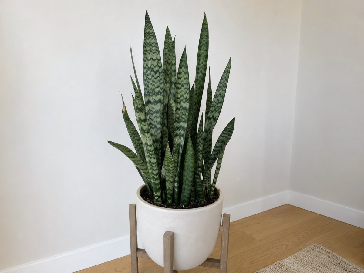 Espada-de-são-jorge em vaso, com folhas eretas em forma de espada e faixas verde-claras