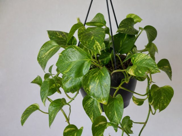 Jiboia em vaso suspenso com ramos pendentes e folhas em forma de coração verdes com manchas amarelas