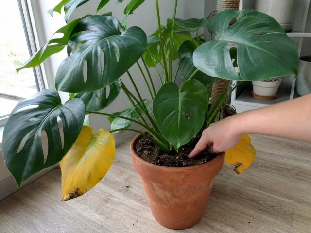 Folhas amarelas em plantas de casa: como descobrir a causa e resolver